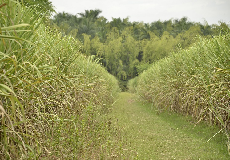 Quemas controladas en el cultivo de caña