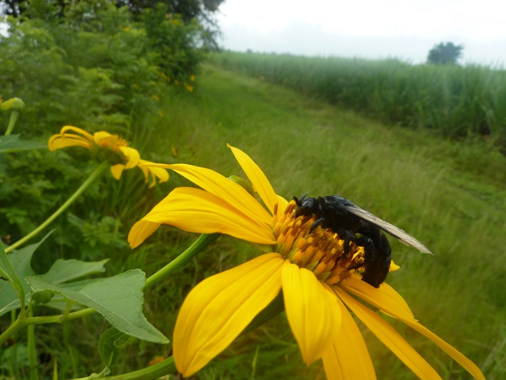 <strong>El papel de las abejas en la agricultura, la alimentación y el Cultivo Caña</strong>