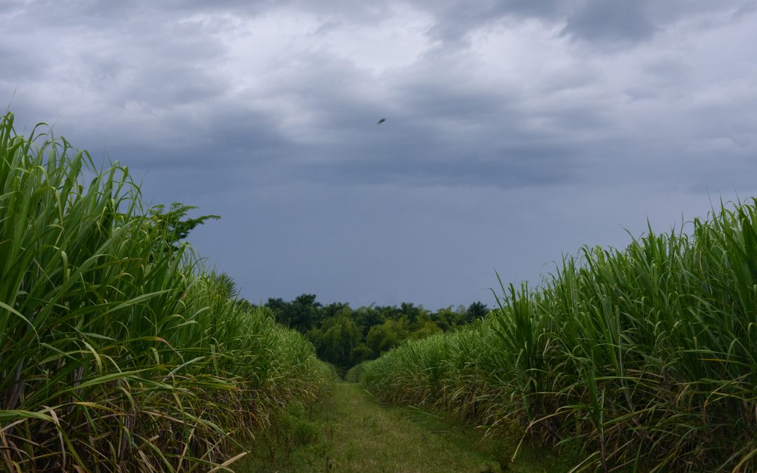 Caña de azúcar regenerativa, una alternativa para la mitigación y adaptación al cambio climático