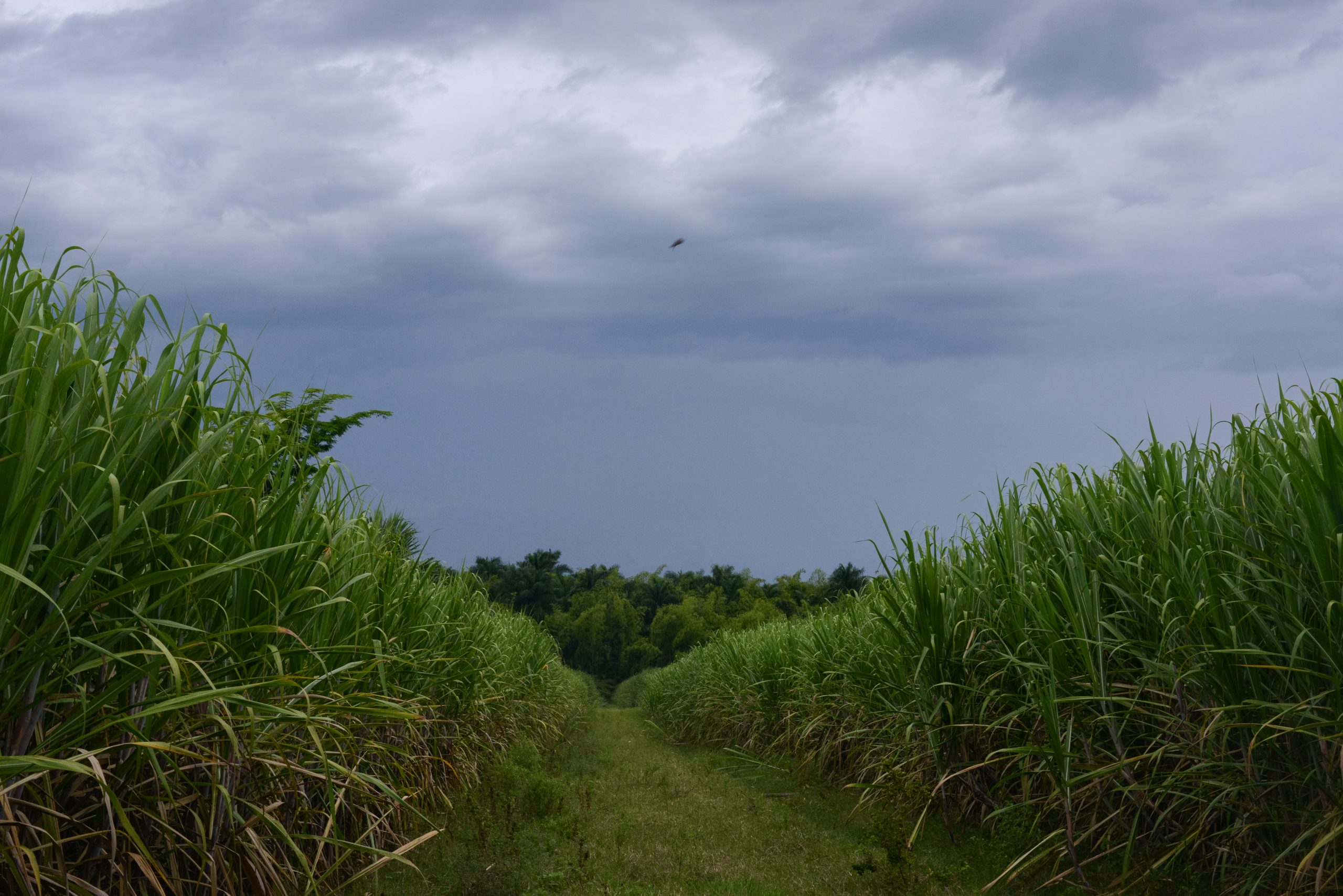 Caña de azúcar regenerativa, una alternativa para la mitigación y adaptación al cambio climático