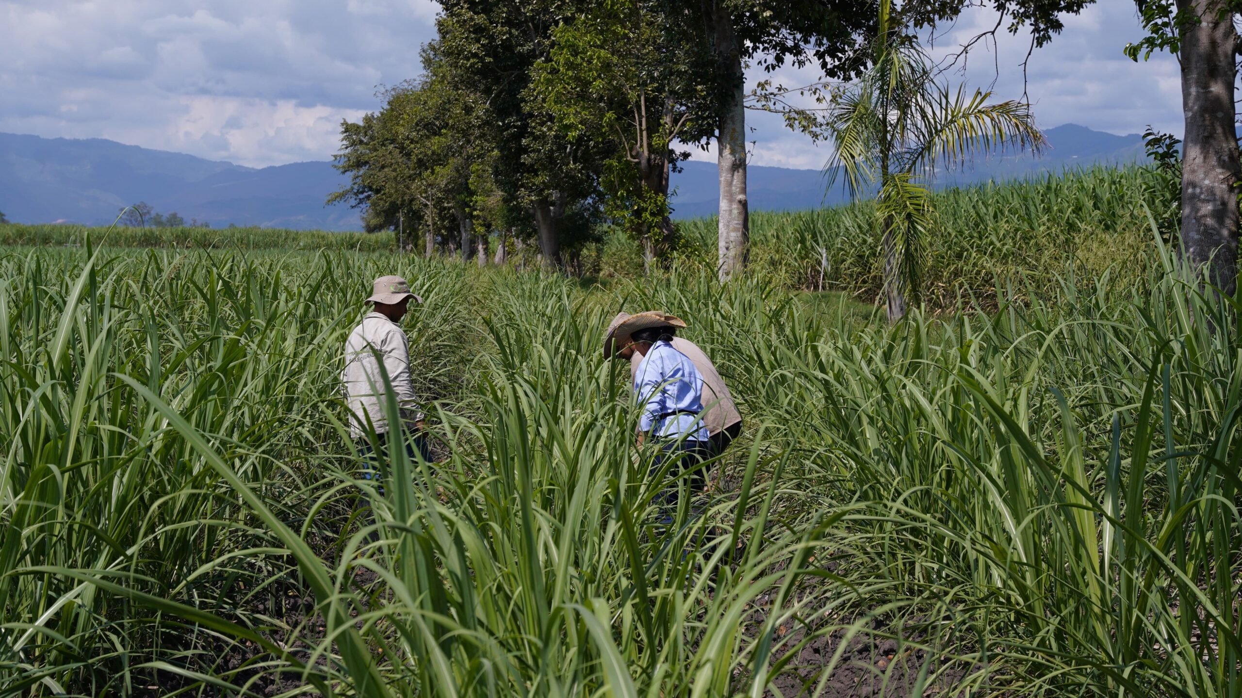 El cultivo de Caña de Azúcar: El mejor aliado para mitigar el cambio climático