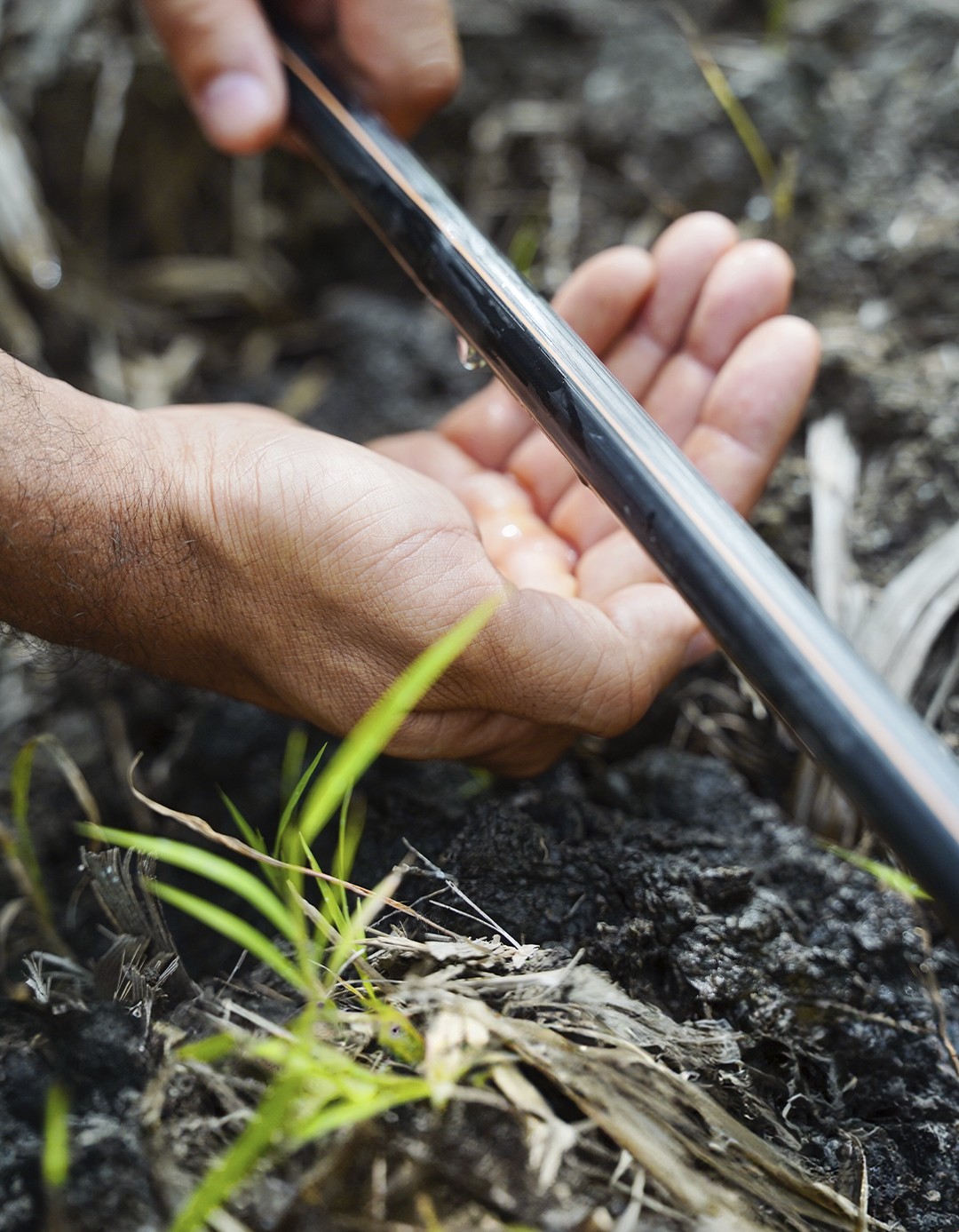 Cómo conseguir la sostenibilidad en caña de azúcar