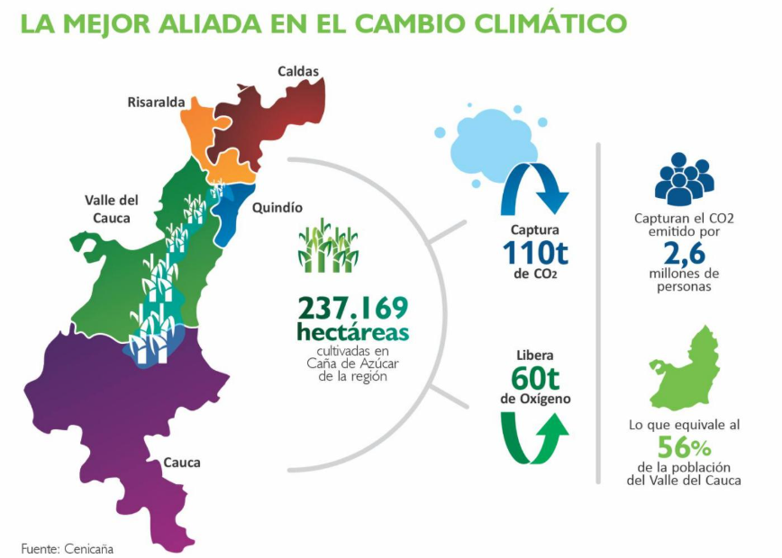 De la caña todo se aprovecha, nada se pierde