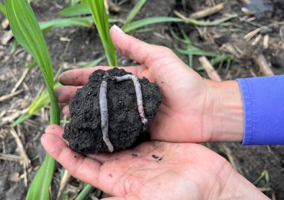La conservación del suelo protege la rentabilidad hoy y abre oportunidades para mañana