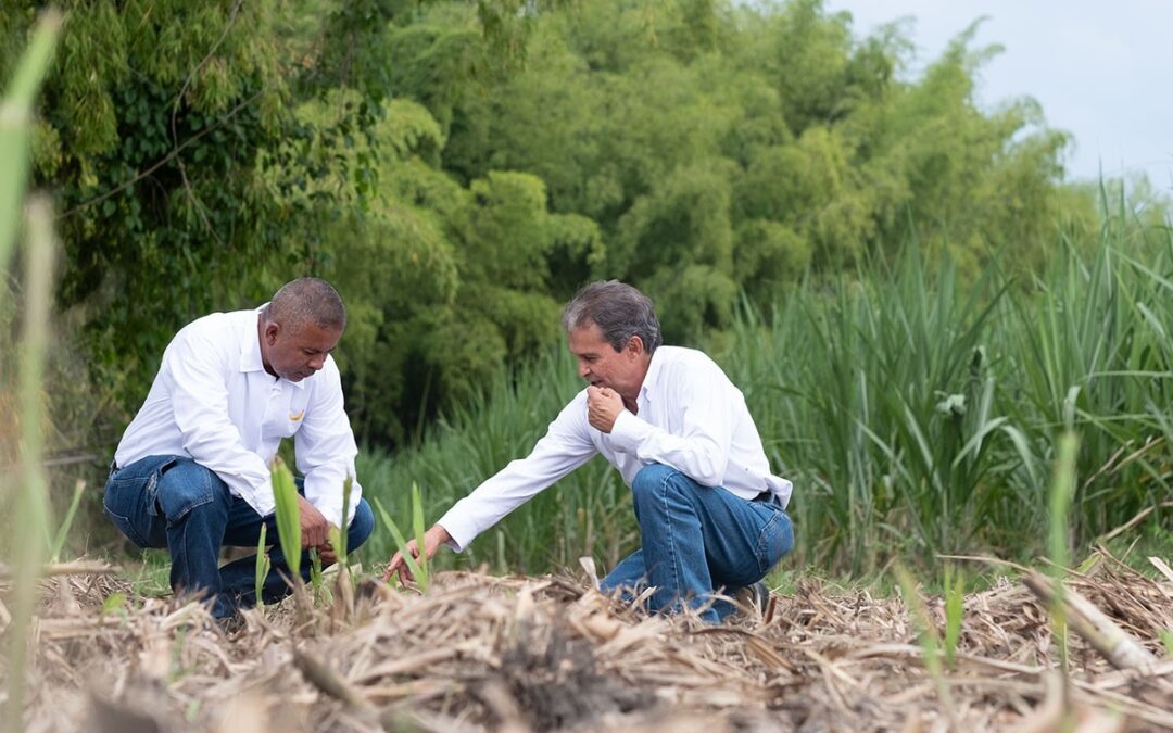 De la caña todo se aprovecha, nada se pierde